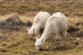 Peruvian alpaca in Andes, in Arequipa Region, Peru Royalty Free Stock Photo