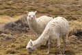 Peruvian alpaca in Andes, in Arequipa Region, Peru Royalty Free Stock Photo