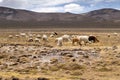 Peruvian alpaca in Andes, in Arequipa Region, Peru Royalty Free Stock Photo