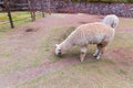 Peruvian alpaca. Farm of llama,alpaca,Vicuna in Peru,South America. Andean animal.