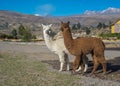 Peruvian alpacas Royalty Free Stock Photo
