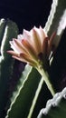 Peruvian Apple Cactus Backlit Flower - Tucson, Arizona Royalty Free Stock Photo