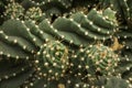 The Peruvian apple cactus Cereus repandus, Cereus peruvianus.