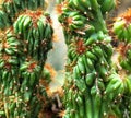 Peruvian Apple Cactus Or Cereus Repandus