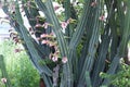 Peruvian apple cactus flowers