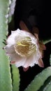 Peruvian Apple Cactus Backlit Flower - Tucson, Arizona Royalty Free Stock Photo