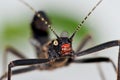 Peruvian Black Beauty Stick Insect Head Shot Royalty Free Stock Photo