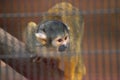 Peruvian black-capped squirrel monkey Saimiri boliviensis peruviensis Royalty Free Stock Photo