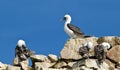 Peruvian Boobies, Islas Ballestas,Peru