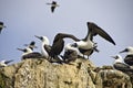 Peruvian Boobies, Islas Ballestas,Peru