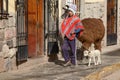 Peruvian boy walking with lamas on the street of Cuzco Peru Royalty Free Stock Photo