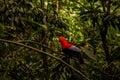 The Peruvian Cock of the Rock is also found within the mountains of Colombia