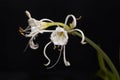 Peruvian Daffodil, Hymenocallis festalis Royalty Free Stock Photo