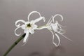 Peruvian Daffodil, Hymenocallis festalis Royalty Free Stock Photo