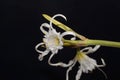 Peruvian Daffodil, Hymenocallis festalis Royalty Free Stock Photo