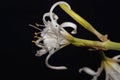 Peruvian Daffodil, Hymenocallis festalis Royalty Free Stock Photo