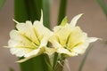 Beautiful close up of two yellow flowers of peruvian daffodil Royalty Free Stock Photo
