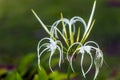 Peruvian Daffodil Hymenocallis x festalis Royalty Free Stock Photo