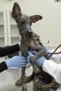 Peruvian dog checked by a veterinarian