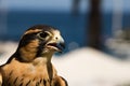 Peruvian falcon an aplomado, a closeup, head shot of a bird of prey, a raptor with brown and gold markings on feathers and dramati Royalty Free Stock Photo