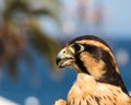 Peruvian falcon an aplomado, a closeup, head shot of a bird of prey, a raptor with brown and gold markings on feathers and dramati Royalty Free Stock Photo