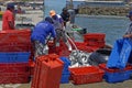 Peruvian Fishermen washing down their recent catch of Grey Mullet on the Pier of the town of Chimera