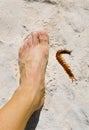 Peruvian Giant Yellow-leg Centipede