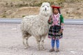 A Peruvian girl stands with a llama in the Puno region of Peru. Royalty Free Stock Photo