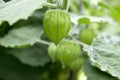 Peruvian groundcherry unripened green fruits Royalty Free Stock Photo