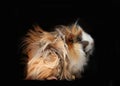 Peruvian guinea pig Royalty Free Stock Photo