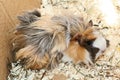 Peruvian guinea pig Royalty Free Stock Photo