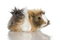 Peruvian guinea pig Royalty Free Stock Photo
