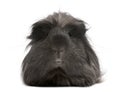 Peruvian guinea pig, Cavia porcellus, lying Royalty Free Stock Photo