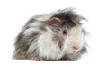 Peruvian Guinea Pig, isolated Royalty Free Stock Photo