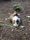 The peruvian guinea pig, white brown and black color fur eating vegetable at the ground Royalty Free Stock Photo