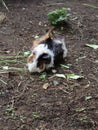 The peruvian guinea pig, white brown and black color fur eating vegetable at the ground Royalty Free Stock Photo
