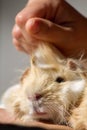 Close up of Peruvian guinea pig white and gold being stroked by female hand.