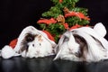 Peruvian Guinea Pigs with christmas cap and tree Royalty Free Stock Photo