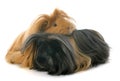 Peruvian Guinea Pigs