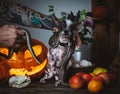 Funny dog selebrates Haloween with snakes and pumpkin