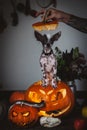 Funny dog selebrates Haloween with snakes and pumpkin