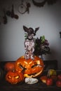 Funny dog selebrates Haloween with snakes and pumpkin