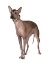 Peruvian Hairless Dog (1 years) Royalty Free Stock Photo