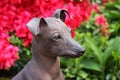 Peruvian hairless dog