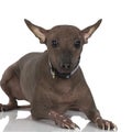 Peruvian Hairless Dog Royalty Free Stock Photo