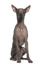 Peruvian hairless dog, 8 months old, sitting Royalty Free Stock Photo