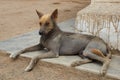 Peruvian Hairless Dog Royalty Free Stock Photo