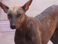 Peruvian Hairless Dog Face Royalty Free Stock Photo