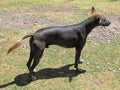 Peruvian hairless dog Royalty Free Stock Photo