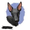 Peruvian Hairless dog portrait isolated. Digital for web, t-shirt print and puppy food cover design, clipart. Perro Sin Pelo de